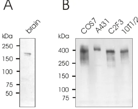 Figure 3.7: Presence of Enaptin in mouse brain and cell lines. Pab2 was used as primary antibody with a  dilution of 1:1000