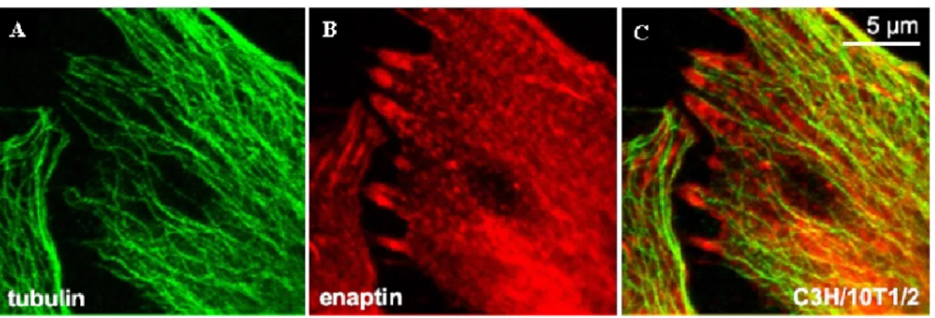 Figure 3.12: Enaptin does not associate with the microtubule network in C3H/10T172 cells