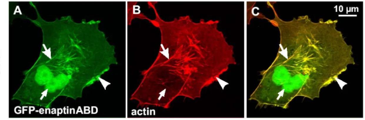 Figure 3.15: The ABD of Enaptin colocalises with the F-actin network in COS7 cells. COS7 cells  transfected with the GFP-Enaptin ABD plasmid were stained with TRITC-phalloidin
