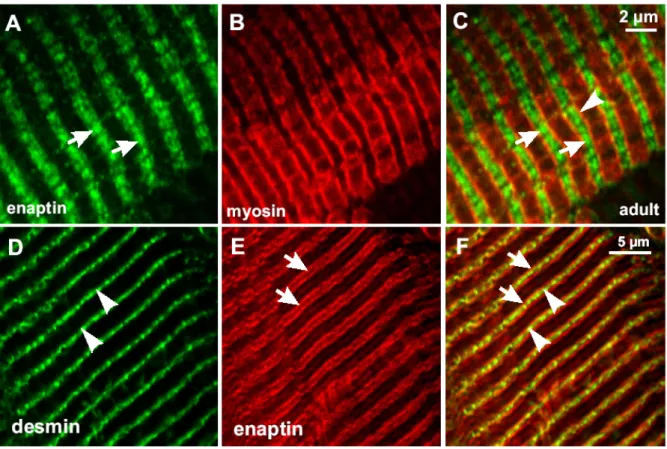 Figure 3.17: Localisation of Enaptin in skeletal muscle. Adult mouse muscle sections stained with Enaptin  specific pab2 were costained with myosin and desmin specific monoclonal antibodies