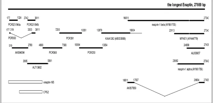 Figure 3.1: cDNA assembly of Enaptin. Schematic representation assembling a 27,669 bp human Enaptin  cDNA from overlapping known Enaptin isoforms Nesprin-1a, Nesprin-1b, Myne-1, CPG2 and several other  published sequences, RT- and RACE-PCR generated clones