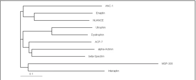 Figure 3.5: Phylogenetic analysis of the ABDs of various α−actinin superfamily members