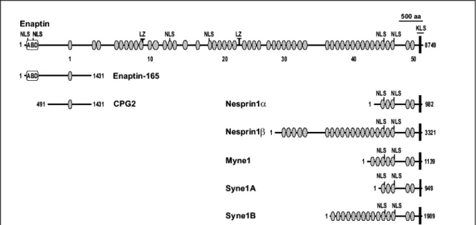 Figure 3.9: Schematic representation and predicted architecture of various isoforms generated by the Enaptin locus based on sequence comparisons to known proteins