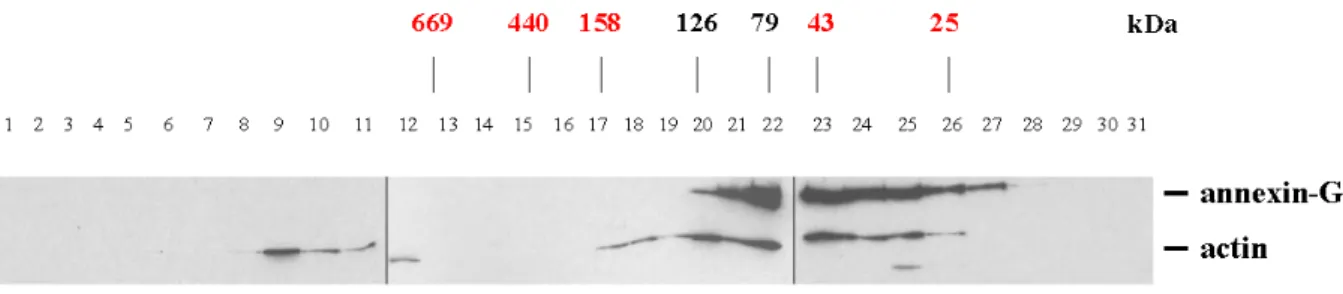 Fig. 10. Annexin-GFP is present in the cell cytosol as a monomer. The gel filtration experiments were performed  with the supernatant obtained by centrifugation of the total cell lysate from AX2-Anx-GFP cells at 100,000 x g  (Material and Methods 4.4)