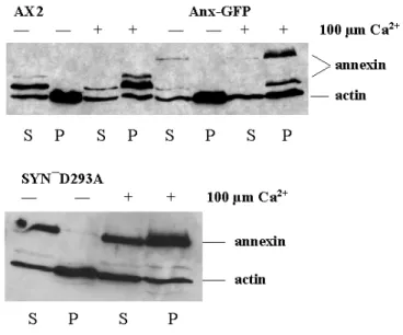 Fig. 11. Annexin is found in the Triton X-100 insoluble fraction in the presence of 100 µm Ca 2+ 