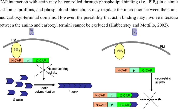 Figure 6: PIP 2  regulation and actin sequestering activity of CAP.  Two possible scenaries could lead the PIP 2 