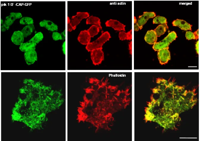 Figure 37: Distribution of actin and F-actin in pik 1 - /2 -  cells expressing CAP-GFP