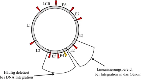 Abb. 1: Vereinfachte schematische Darstellung der zirkulären DNA von HPV. E, frühe Proteine (Early)