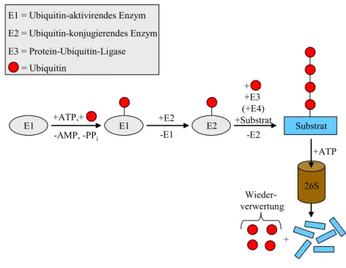 Abb. 2: Schematische Darstellung des Ubiquitin-Proteasom-Systems. Ubiquitin wird zunächst ATP- ATP-abhängig an E1 gebunden und so aktiviert (energiereiche Thioster-Bindung)
