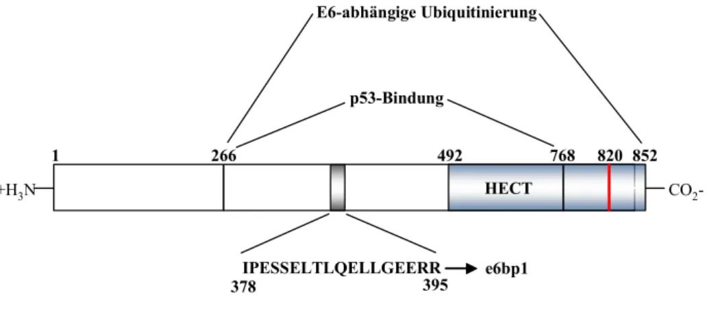 Abb. 4: Schematischer Aufbau von E6AP (wt-E6AP) und seine bekannten funktionellen Bereiche