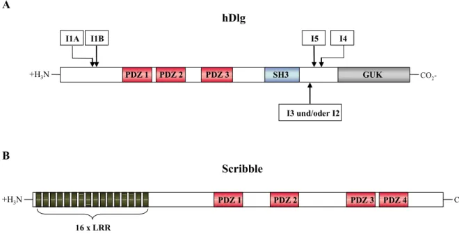 Abb. 5: Schematische Darstellung des Domänenaufbaus von hDlg und Scribble. (A) Für hDlg sind  verschiedene Isoformen beschrieben, die teilweise gewebespezifisch sind und/oder die intrazelluläre  Lokalisation beeinflussen (Mori et al., 1998; McLaughlin et a