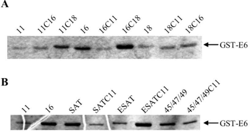 Abb. 6: Angleichung der einzusetzenden Mengen an GST-E6-Fusionsproteinen. Die angegebenen GST- GST-E6-Fusionsproteine wurden jeweils (A und B) in E