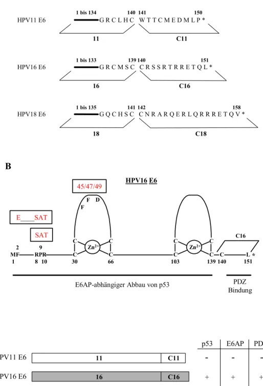 Abb. 7: (A) Vereinfachte Darstellung der Aminosäuresequenzen von HPV11, 16 und 18 E6 im  Einbuchstabencode und Definition der variablen Regionen für die Chimaeren-Generierung