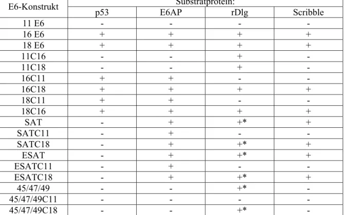 Tabelle 2: Beschriebene und postulierte Induktion von Polyubiquitinierung und  Degradation der angegebenen Proteine durch die E6-Konstrukte in vitro und ´in vivo´