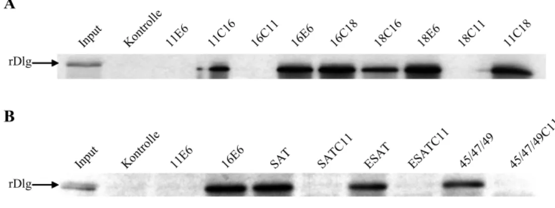 Abb. 8: Die Bindung von HPV E6 an rDlg in vitro ist abhängig vom extremen C-Terminus von ´high  risk´ E6 Proteinen