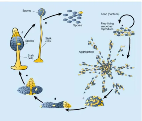 Figure 1: The asexual life cycle of Dictyostelium discoideum. a, Dictyostelium amoebae live  off bacteria in the soil