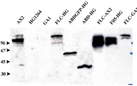 Figure 1: Western blot analysis to test the expression of different domains in AX2 (wild  type), HG1264 (filamin minus) and GA1 (ddfilamin and α-actinin minus)