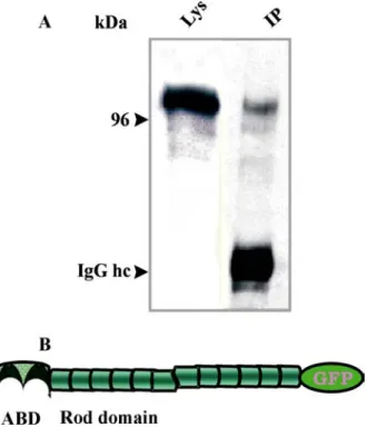 Figure 7: The filamin rod domain GFP fusion (RN-GFP) forms heterodimers in AX2  cells