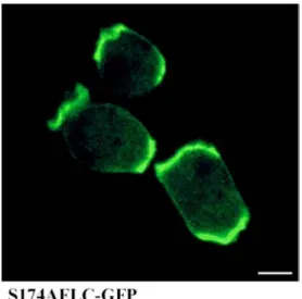 Figure 10: Localisation of the FLC (S174A)-GFP in HG1264 cells. Axenically grown cells  were washed twice with Soerensen phosphate buffer and allowed to settle on coverslips,  images of live cells were taken using confocal laser scanning microscopy