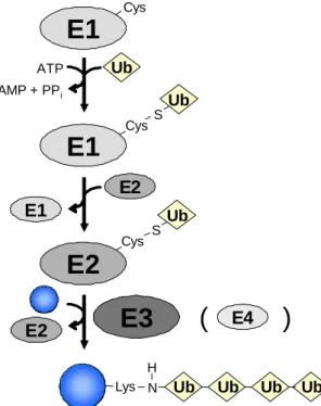 Abb. 2: Schematische Darstellung der Ubiquitin- Ubiquitin-Konjugation.  Im ersten Schritt entsteht unter  ATP-Verbrauch ein Thioester zwischen dem C-terminalen Glycin  des Ubiquitins (Ub) und dem katalytisch aktiven  Cysteinrest des Ubiquitin-aktivierenden