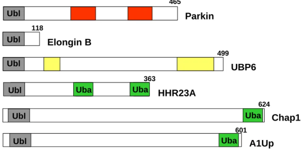 Abb. 3: Schematische Übersicht über verschiedene Ubiquitin-ähnliche Proteine vom  Typ II