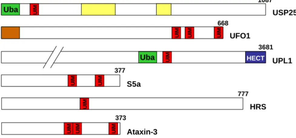 Abb. 4: Schematische Darstellung verschiedener Proteine mit UIMs.  UIMs kommen in vielen Proteinen  häufig mit mehreren Wiederholungen vor