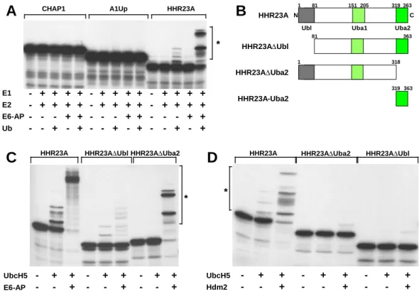 Abb. 9:  HHR23A, nicht aber CHAP1 und A1Up sind Ubiquitinierungssubstrate  in vitro. (A)  Ubiquitinierungsassays wurden unter Standardbedingungen (vgl
