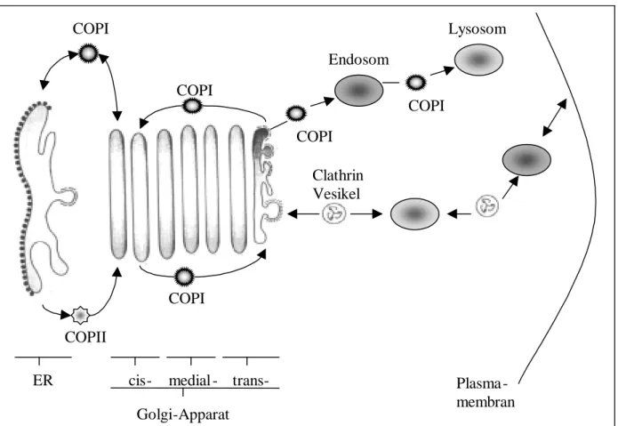Abb. 1.3.1: Intrazellulärer Vesikeltransport durch Clathrin, COPI und COPII bedeckte Vesikel
