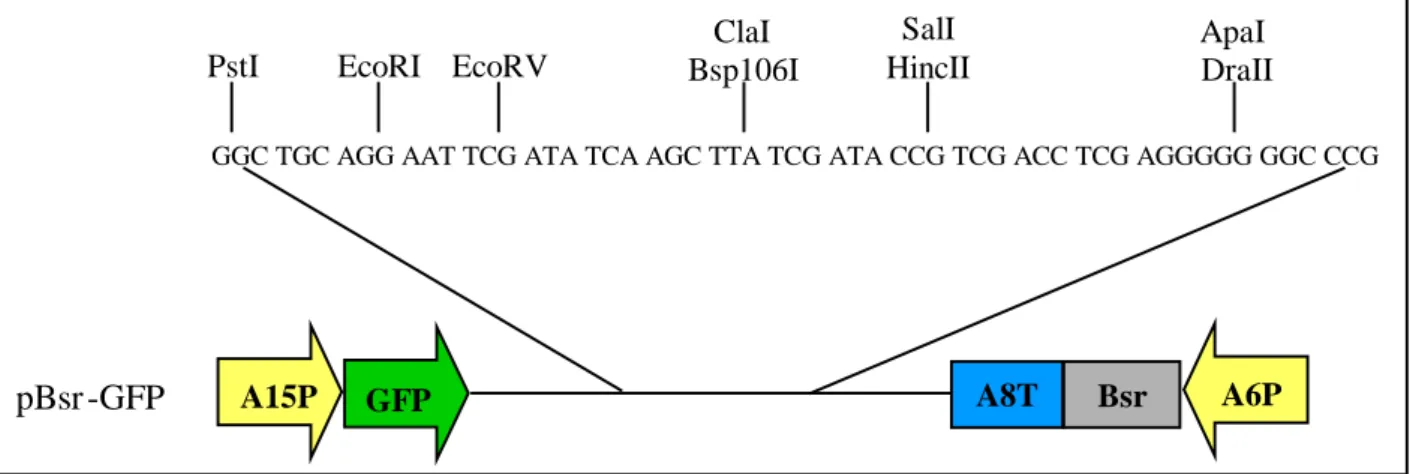 Abb. 2.1.1: Schema des pBsr-GFP Transformationsvektors für D. discoideum  zur Expression N-terminaler  Protein-GFP-Fusionen mit den zur Verfügung stehenden Klonierungstellen 