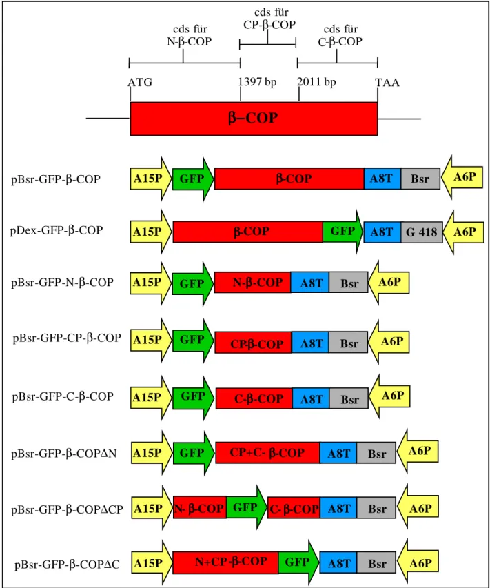 Abb. 2.1.2:  Schematische Übersicht der GFP- ββββ -COP Fusionskonstrukte sowie der GFP- ββββ -COP-Deletions-  und Teilfusionskonstrukte 