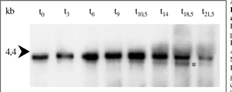 Abb. 3.2.1: Nachweis der  ββββ -COP  RNA während des  Entwicklungs-zyklus.  Es wurden 20 µg  Gesamt-RNA der entsprechenden  Zeit-punkte unter denaturierenden  Bedingungen in einem 0,7 %igen  Agrosegel aufgetrennt und auf eine  Nylonmembran transferiert