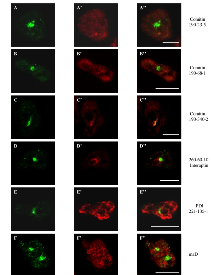 Abb. 3.4.2: Immunfluoreszenzstudien zur Identifizierung der intrazellulären Lokalisation des GFP- ββββ -COP  Fusionsproteins