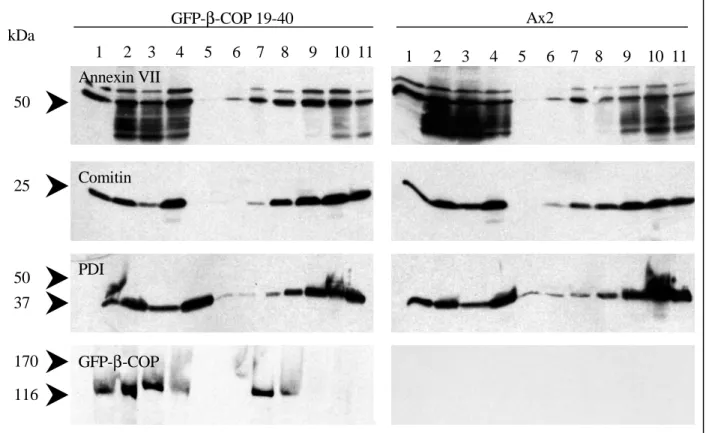 Abb. 3.4.3: Subzelluläre Membranfraktionierung im Saccharosegradienten. Gezeigt ist die Western-Blot- Western-Blot-Analyse eines Saccharosegradienten von GFP-β-COP und Ax2 Zellen