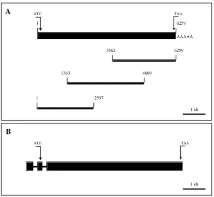 Abbildung  6: Schematische Darstellung der FIP-DNA.  (A) Zusammensetzen der FIP-cDNA aus drei  einzelnen Sequenzen