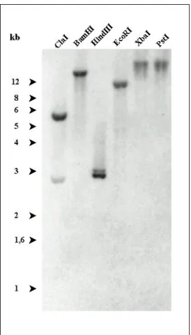 Abbildung  7: Charakterisierung des FIP-Gens durch Southern-Blot-Analyse.  D. discoideum  Ax2-DNA  wurde mit den über der jeweiligen Spur angegebenen Restriktionsenzymen verdaut, in einem 0,7%igen  Agarosegel aufgetrennt und auf Nylonmembran transferiert