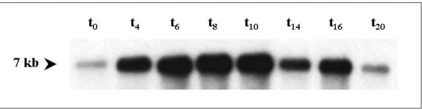 Abbildung  8: Expression der FIP-mRNA  während des Entwicklungszyklus von  Dictyostelium discoideum