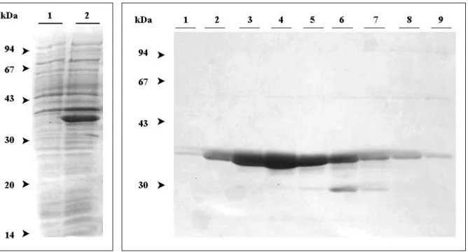 Abbildung  11: Expression und Reinigung des exprimierten FIP-Polypeptids.  (links) Gesamtzellprotein nicht  induzierter (Spur 1) und mit IPTG induzierter (Spur 2)  E