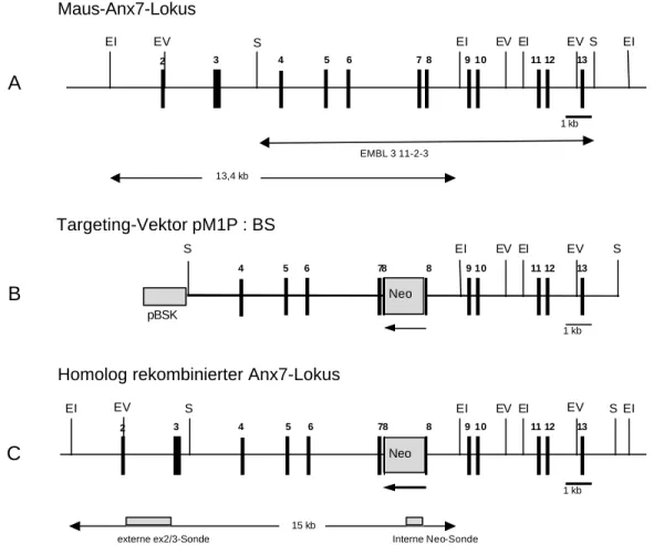 Abb. 3.1: A)  Organisation des Anx7 -Gens der Maus.  B) Targeting Vektor pM1P:BS mit der eingefügten Neo- Neo-Kassette als Selektionsmarker und zur Unterbrechung des Transkriptionsprodukts