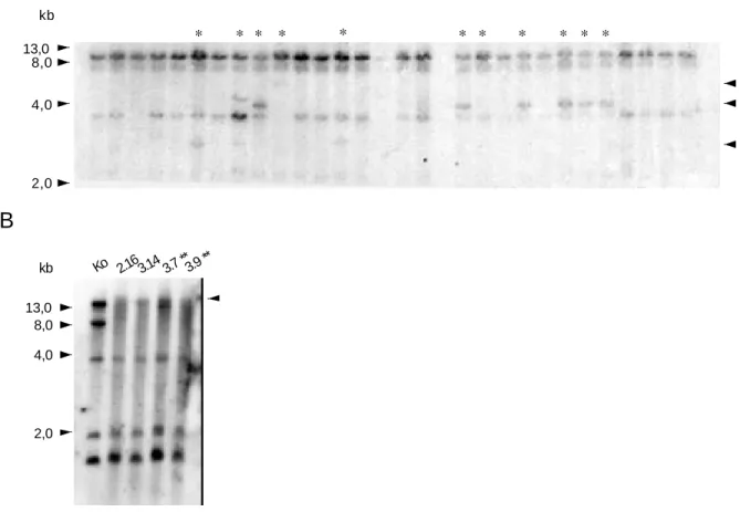 Abb. 3.2: DNA-Analyse von ES-Zellklonen.  A)  Die genomische DNA von ES-Zellklonen wurde mit EcoRV  restringiert und in der Southern Blot Analyse mit der externen ex2/3 Probe hybridisiert
