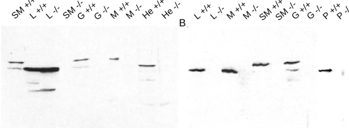 Abb. 3.8: Western Blot Analyse verschiedener Gewebehomogenate von Wildtyp- (+/+) und Anx7 (-/-) -Maus (-/-)