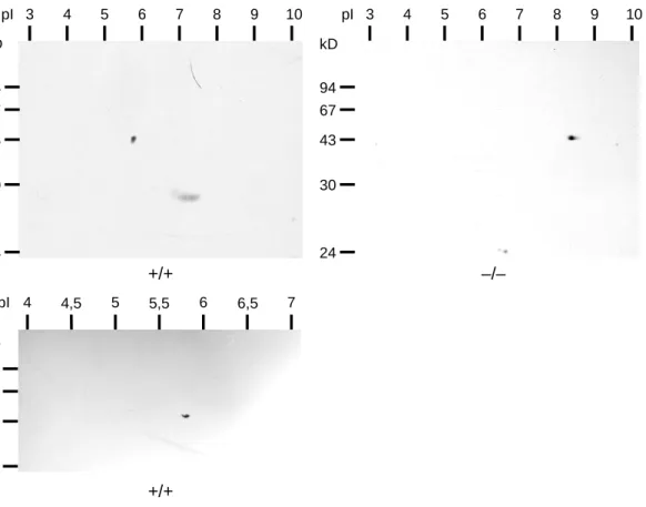Abb. 3.9: Zweidimensionale Gelelektrophorese und 2D-Analyse mit Leberhomogenaten von Wildtyp (+/+)- und 