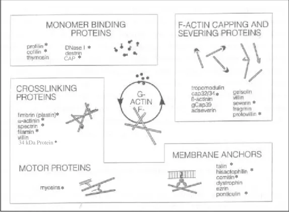 Abb. 2: Aktinbindende Proteine aus D. discoideum [nach Schleicher et al., 1995]. Die mit einem Stern  gekennzeichneten Proteine sind in D