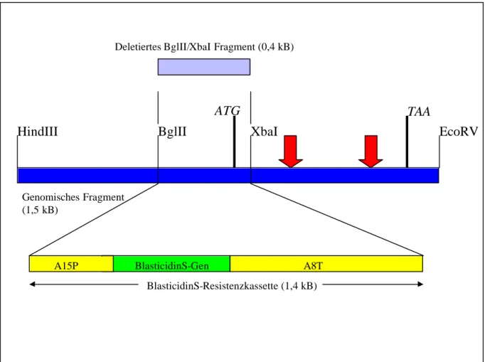 Abb. 6: Konstruktion des Transformationsvektors p24#16bsr.  Schematische  Darstellung des klonierten  genomischen Comitin-Fragments, bei dem ein 0,4 kB großes Stück durch die BlasticidinS-Resistenzkassette  ersetzt wurde