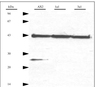 Abb. 7: Western-Blot-Analyse der Comitin-Minusmutanten. Zellhomogenate  von jeweils 2 x 10 5  Zellen wurden in einem 15%igen SDS-Polyacrylamidgel aufgetrennt und auf Nitrocellulose transferiert