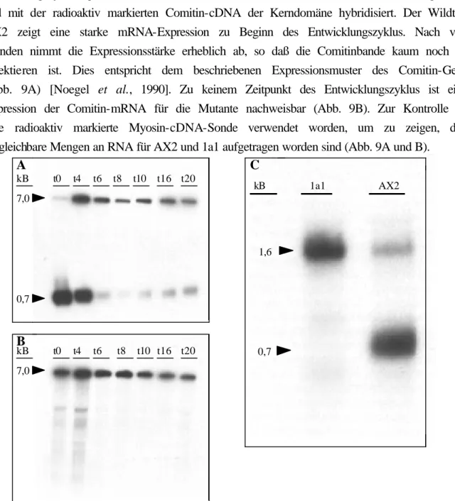Abb. 9: Northern-Blot-Analyse der Comitin-negativen Mutante 1a1. Gesamt -RNA ist aus AX2- und 1a1-D