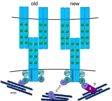 Figure 2: Schematic presentation of the cadherin core complex. 