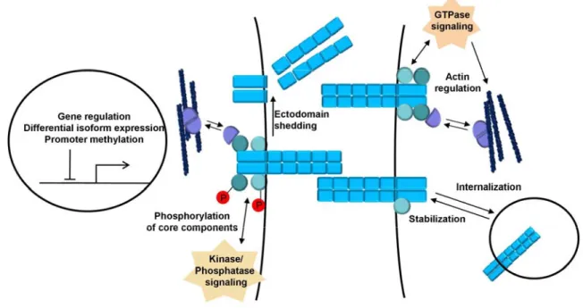 Figure 4: Cadherin regulation. 