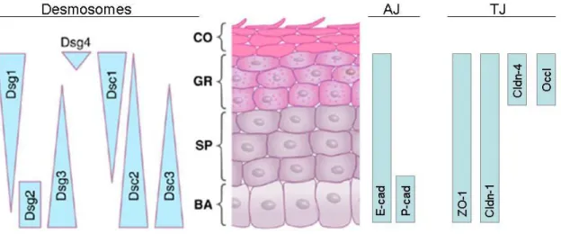 Figure 7: Expression of structural components of desmosomes, adherens junctions (AJ) and  tight junctions (TJ) in the different layers of the epidermis, 