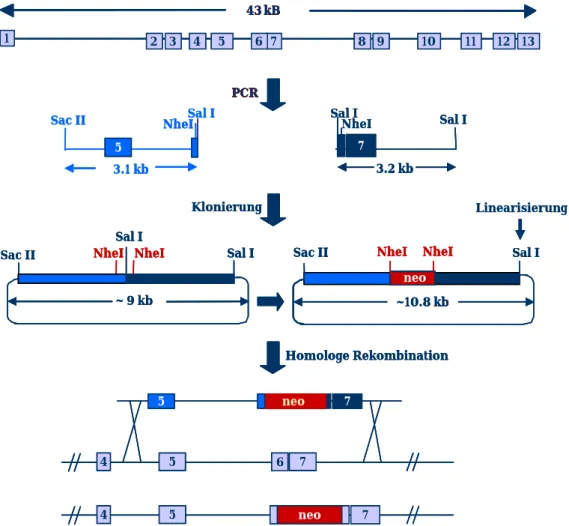 Abb. 1.1 Klonierungsstrategie zur Deletion des TGM3 Gens. Die homologen Bereiche des  Vektors wurden via PCR amplifiziert und anschließend kloniert