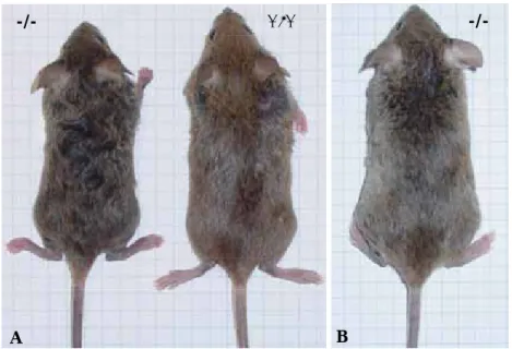 Abb. 2.4 Vergleich junger und älterer TG3-/- Mäuse. In A sind vier Wochen alte  Geschwistertiere zu sehen, wobei sich Mutante (links) und Wildtyp (rechts) deutlich in ihrer Größe  und ihrem Fell unterscheiden